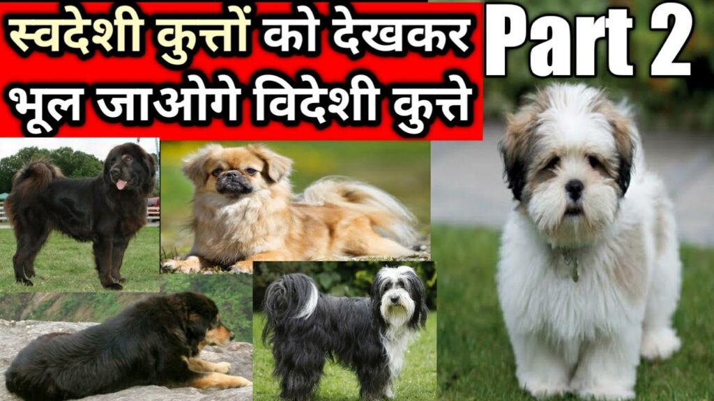 देसी कुत्ते के बारे में जानकारी | Indian dog breeds vs foreign dog breeds in hindi | देसी कुत्ते