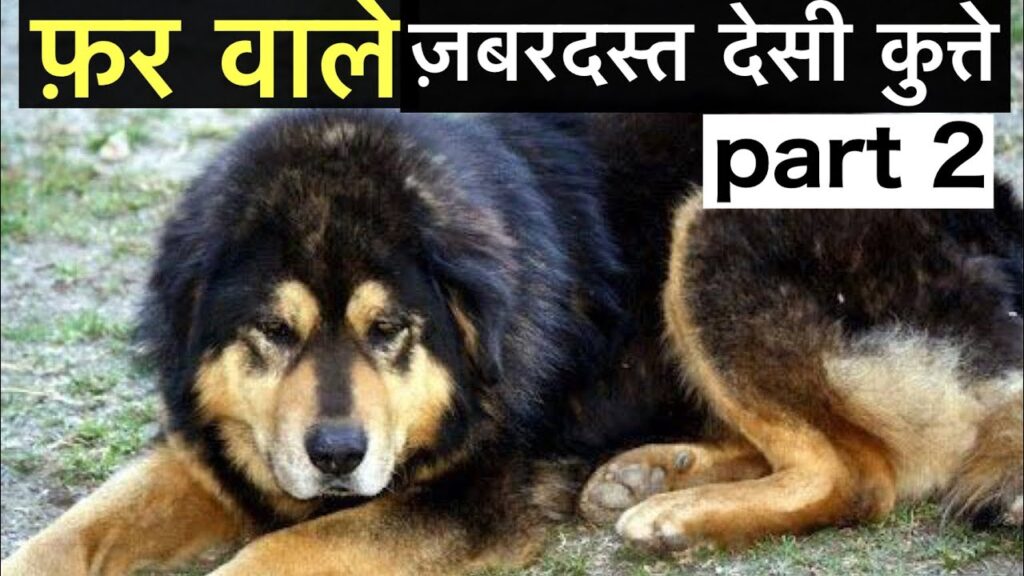 देसी कुत्ते के बारे में जानकारी | Indian dog breeds vs foreign dog breeds in hindi | देसी कुत्ते |